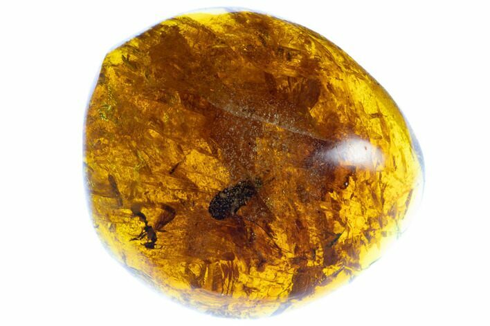 Polished Chiapas Amber With Insect Inclusion ( g) - Mexico #104278